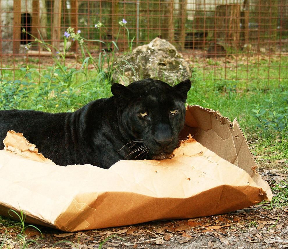 Големите котки също обoжават кутиите