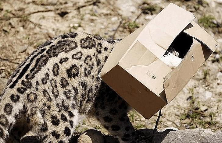 Големите котки също обoжават кутиите