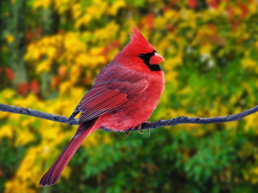 Най-красивите птици в света