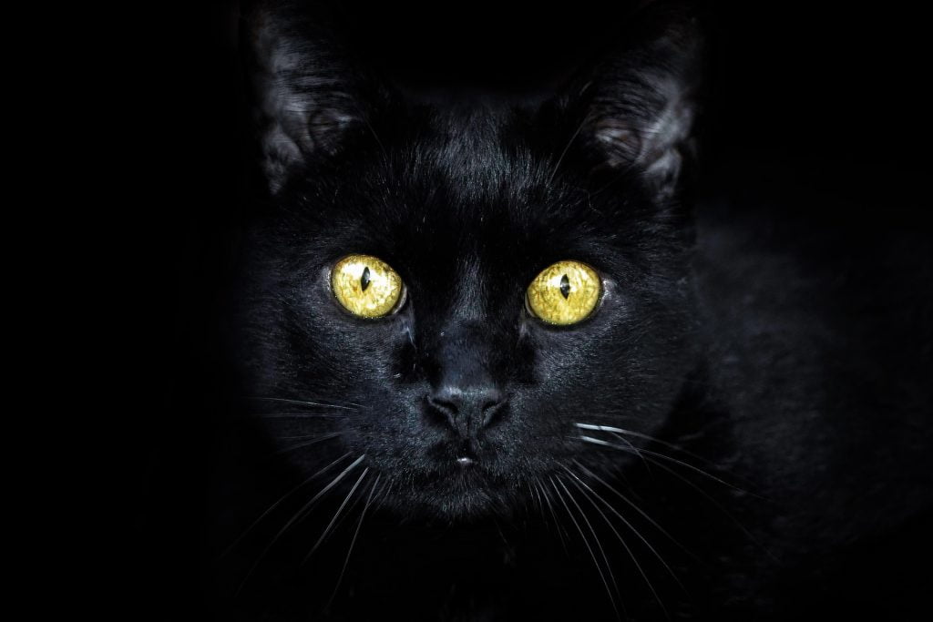 Как черните котки, козите и нощните птици са спечелили злокобната си репутация