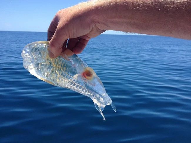 11.) Salp