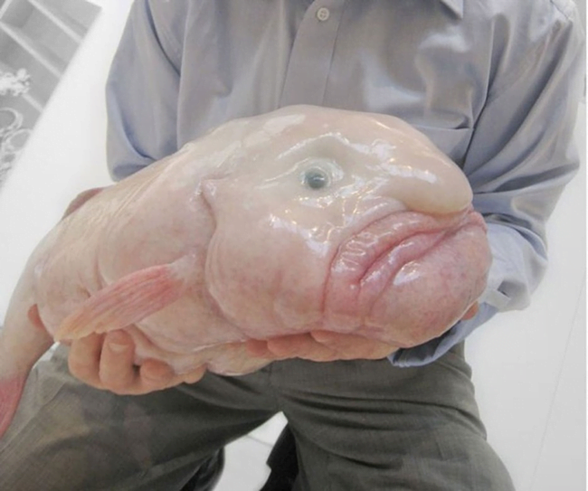 9.) Blobfish
