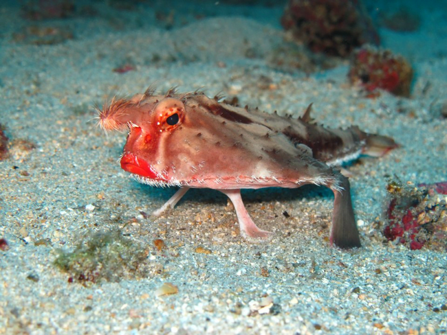 3.) Red-Lipped Batfish