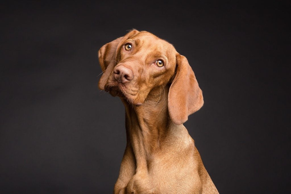 Учени: Кучешките очи са еволюирали, за да изпращат послания до хората