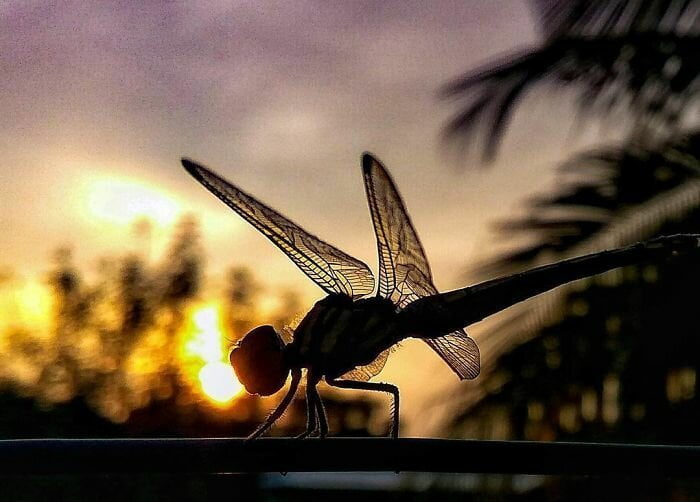 20-годишен индиец прави невероятни снимки на насекоми с телефона