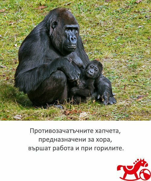 gorila-fakt