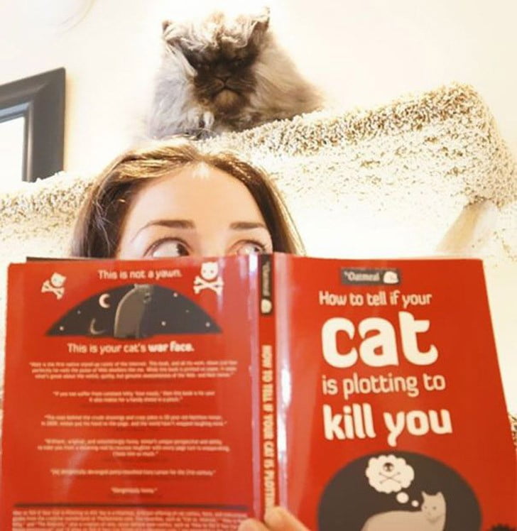 Котките, които тайно мечтаят да убият собственика си