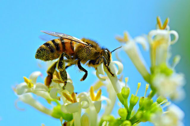 Интересни факти за пчелите, които едва ли знаете