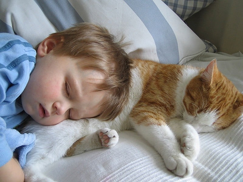 Очарователни снимки, доказващи, че вашето дете се нуждае от котка