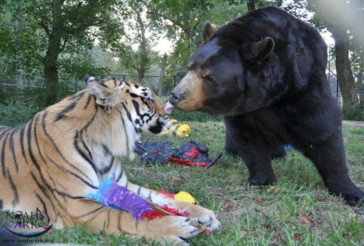 Лъв, тигър и мечка живеят заедно вече 15 години