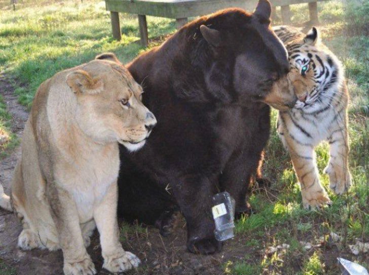 Лъв, тигър и мечка живеят заедно вече 15 години