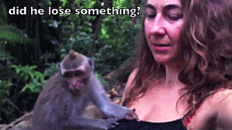 Дори приматите знаят как да се държат с момичетата!