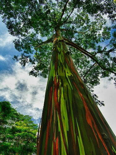 Цветните евкалиптови дървета - изкуството на природата