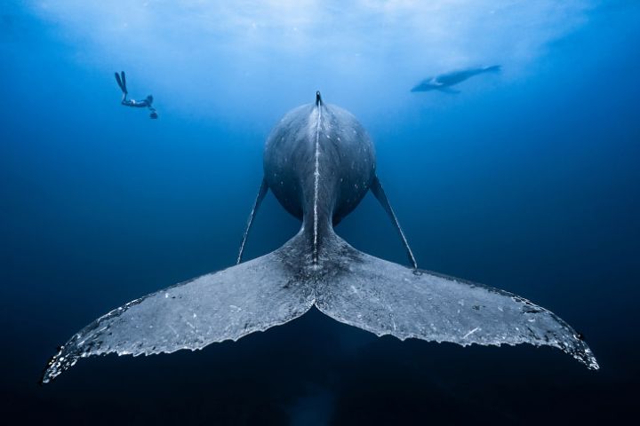 Подводни снимки от конкурса Ocean Art 2018