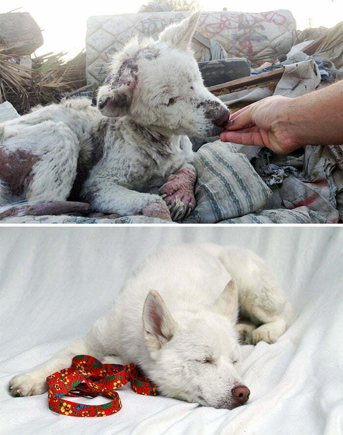 15 кучета на ръба на смъртта, спасени с любов