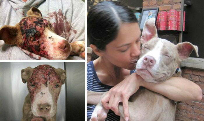 15 кучета на ръба на смъртта, спасени с любов