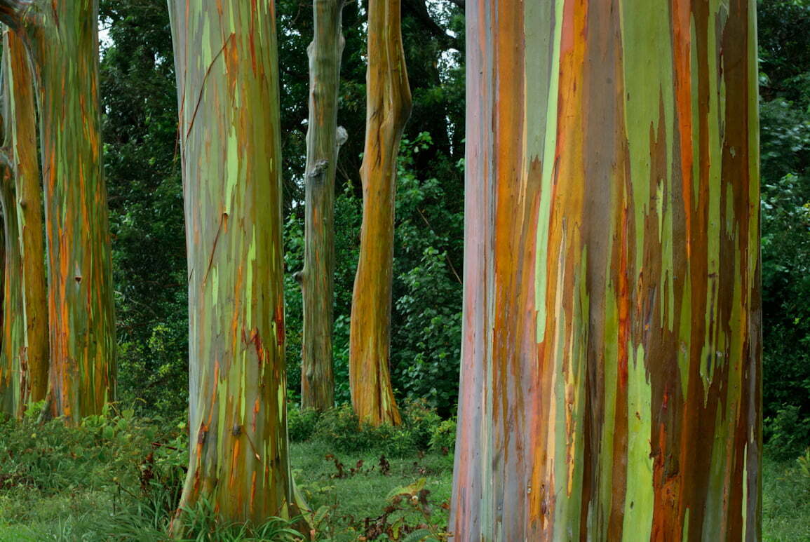 Цветните евкалиптови дървета - изкуството на природата