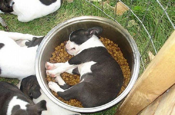Сладките кученца, които могат буквално да заспят навсякъде