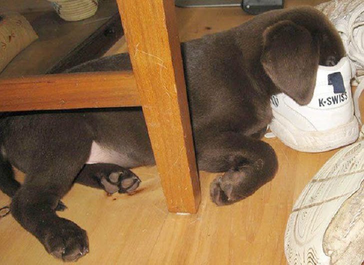 Сладките кученца, които могат буквално да заспят навсякъде