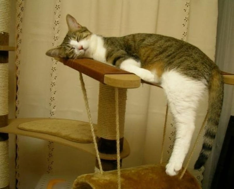 Котки, познаващи изкуството на съня