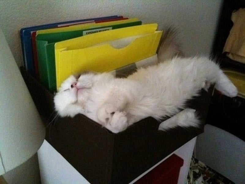 Котки, познаващи изкуството на съня