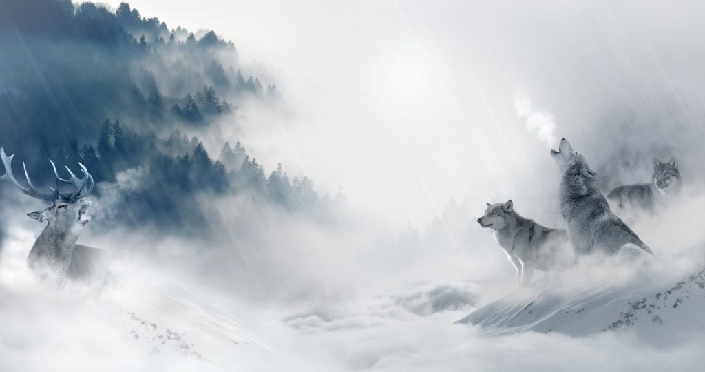 5 любопитни факта за вълците