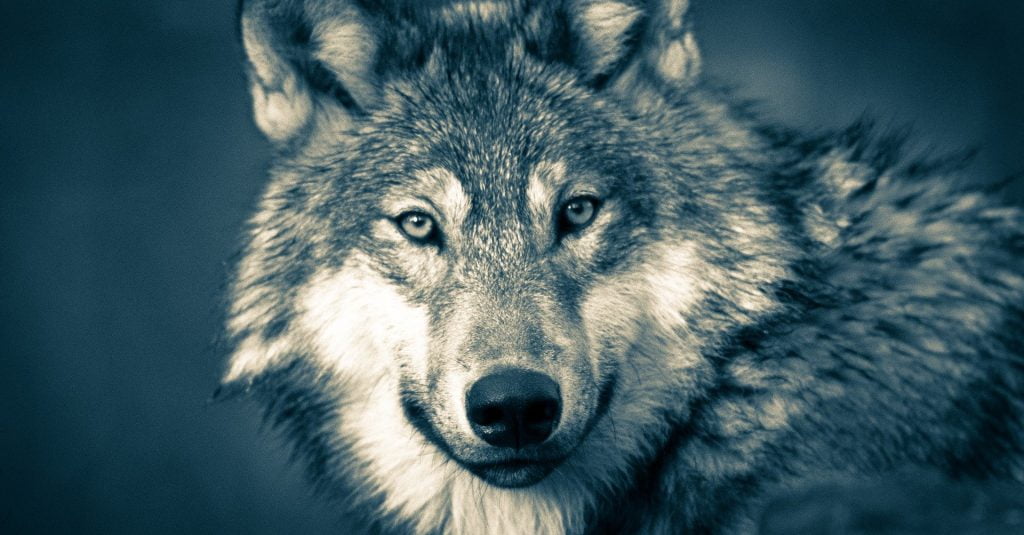 5 любопитни факта за вълците
