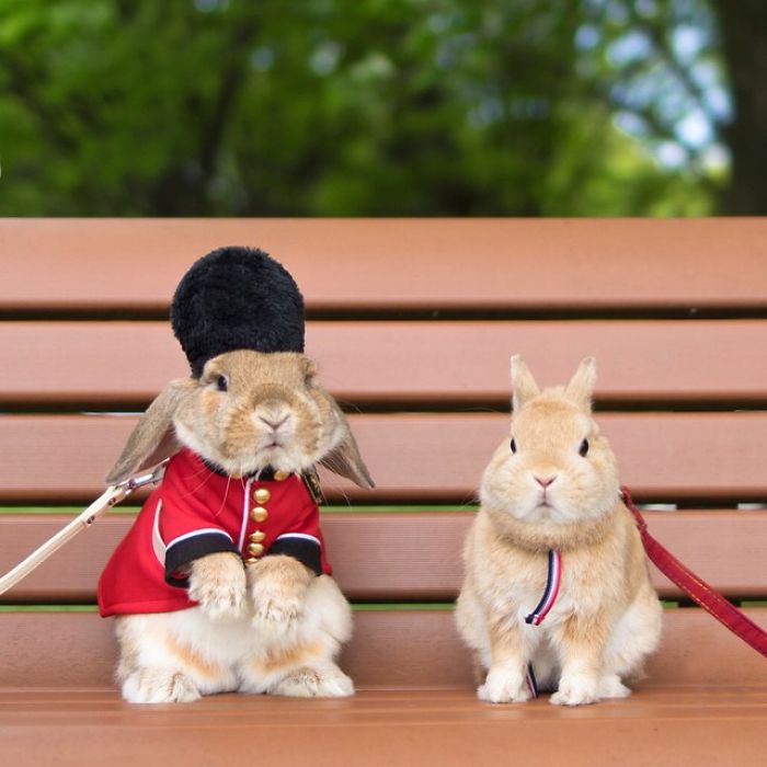 worlds-most-stylish-bunny-puipui-28-571f65a988a4f__700