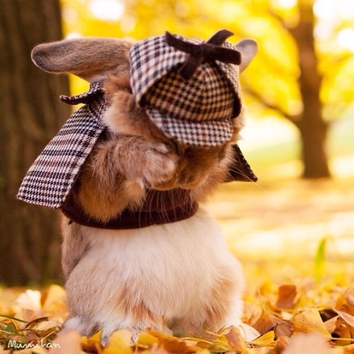 worlds-most-stylish-bunny-puipui-5-571f6579e3d0c__700