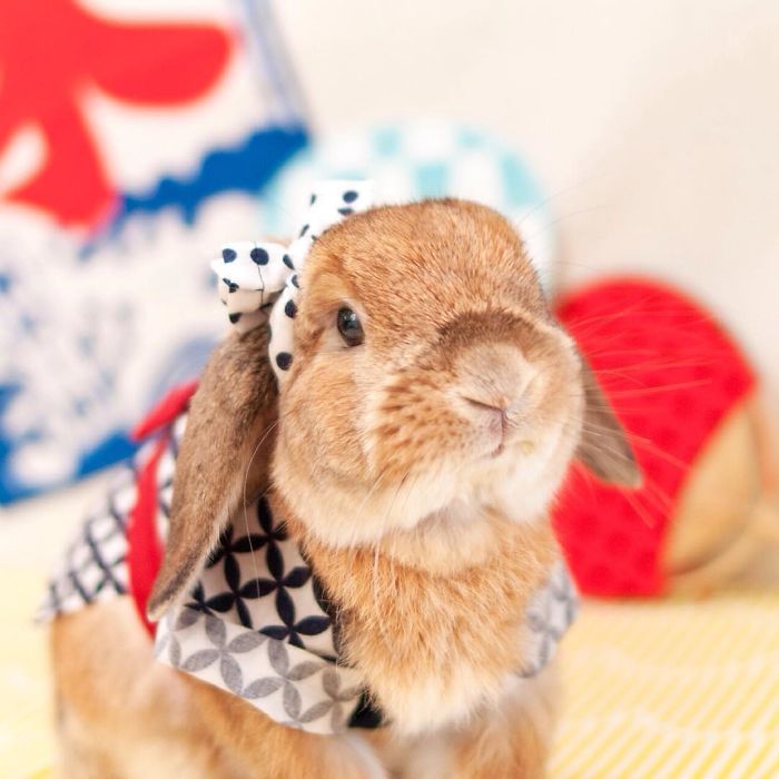 worlds-most-stylish-bunny-puipui-8-571f657fe886b__700