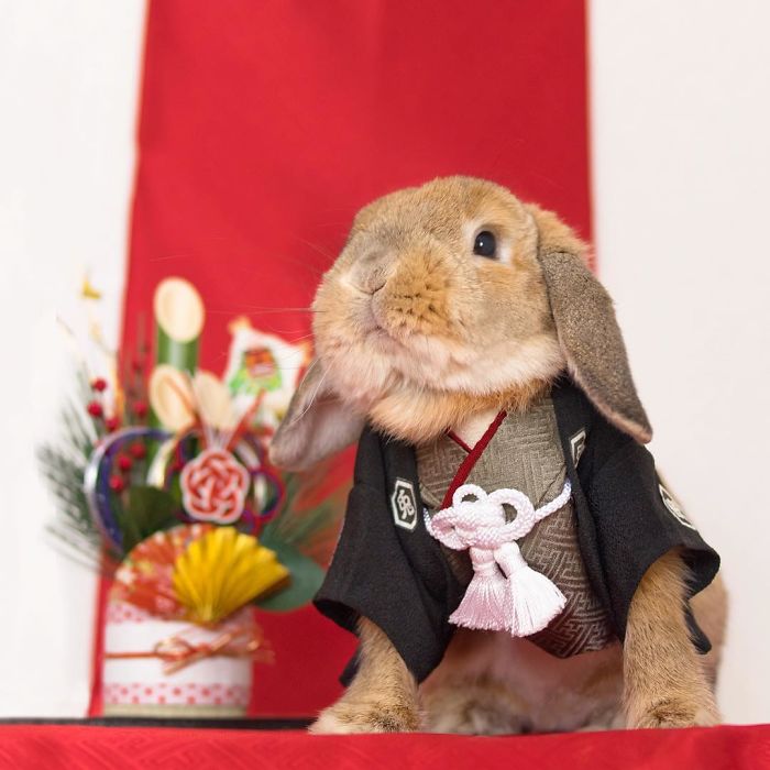 worlds-most-stylish-bunny-puipui-9-571f6581a5ef2__700