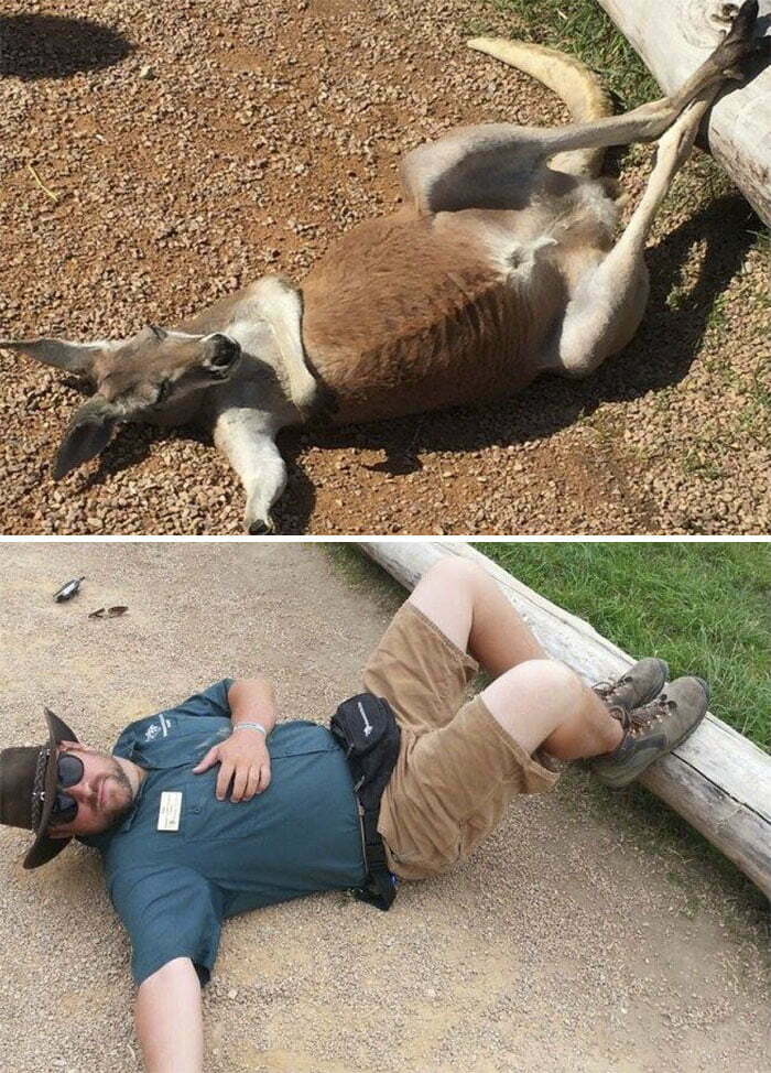 10+ забавни снимки, показващи какво се случва, когато пазачите в зоопарка имат твърде много свободно време на разположение