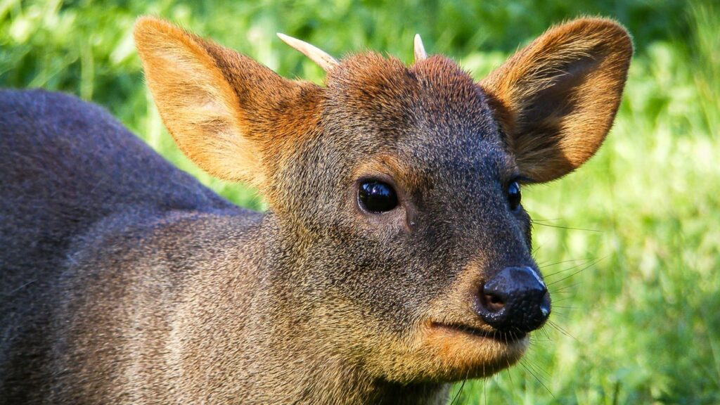 Малко еленче пуду стои сред гъста зелена гора в Южна Америка – символ на нежност и оцеляване.