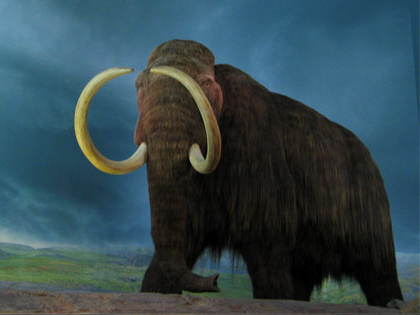 Космат мамут - Mammuthus primigenius